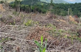  Khởi tố điều tra vụ phá 30.000 m2 rừng để... &#39;trồng rừng&#39; tại Krông Pa, Gia Lai