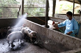 Tuyên Quang phát hiện 100 con lợn nghi mắc bệnh lở mồm, long móng