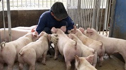 Dịch tả lợn lây lan nguy hiểm tại Nhật Bản