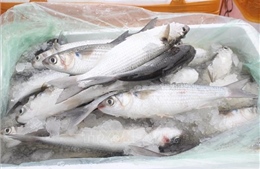 Tiêu hủy hơn 1 tấn cá đối đông lạnh nhập lậu từ Trung Quốc