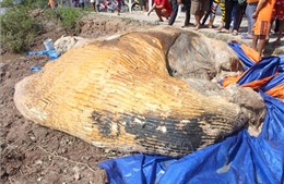 Phát hiện xác cá voi hơn 20 tấn trôi dạt trên vùng biển Cà Mau