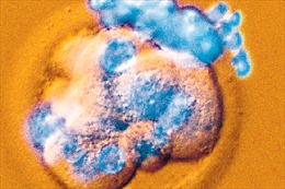 Nhật Bản &#39;bật đèn xanh&#39; cho việc cấy ghép tế bào gốc của người vào động vật