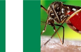 93 người thiệt mạng do dịch sốt xuất huyết bùng phát ở Nigeria