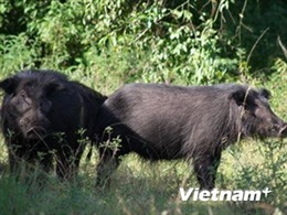 Lợn rừng lai được nuôi tại Ninh Thuận bị chết chỉ là do nhiễm khuẩn đường ruột