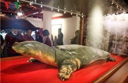 Hà Nội: Trưng bày mẫu vật Rùa Hồ Gươm tại di tích đền Ngọc Sơn