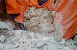 Bắc Ninh khuyến cáo nông dân không nhập đàn lợn mới đến khi hết dịch tả lợn châu Phi
