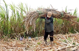 Nông dân Sóc Trăng chuyển đổi cây trồng do giá mía xuống quá thấp