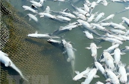 Cá ao, suối chết hàng loạt chưa rõ nguyên nhân ở Thừa Thiên-Huế