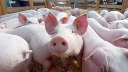 Lào Cai tạm giữ 137 con lợn giống không rõ nguồn gốc