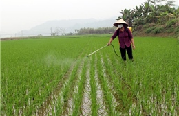 Yên Bái diệt trừ sâu bệnh trên gần 2.000 ha lúa