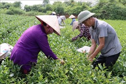 Đưa cây chè trở thành thế mạnh kinh tế ở Đại Từ, Thái Nguyên