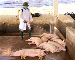 Quảng Nam khoanh vùng xử lý ổ dịch tả lợn châu Phi