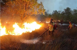 Cháy hơn 15 ha rừng phòng hộ ven biển Quảng Bình