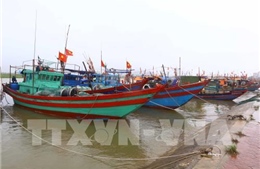  Thành lập Ban Chỉ đạo Quốc gia về chống khai thác hải sản bất hợp pháp