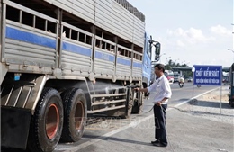 Tiền Giang siết chặt các biện pháp phòng, chống dịch tả lợn châu Phi