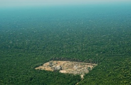 Brazil rải 165 đặc vụ khoanh vùng lâm tặc tàn phá Amazon