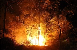 Cháy 5.000m2 rừng trên bán đảo Sơn Trà, 100 người dập lửa trong đêm