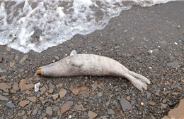 Phát hiện ít nhất 60 xác hải cẩu dọc bờ biển Alaska