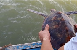 Hà Tĩnh: Thả rùa quý hiếm nặng hơn 80 kg về biển