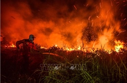 Cháy rừng trên diện rộng gây thiệt hại lớn tại Brazil