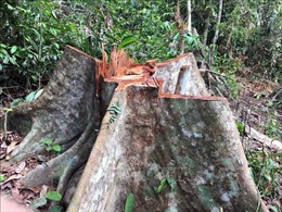 Mật phục, bắt quả tang 4 lâm tặc chặt phá rừng quy mô lớn tại Đắk Lắk