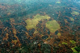 Tổng thống Brazil thông báo cuộc gặp với các nước Nam Mỹ nhằm vạch ra chính sách bảo vệ rừng Amazon