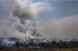 Tổng thống Brazil kêu gọi quốc tế tôn trọng chủ quyền đối với rừng Amazon