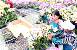 Bản quyền giống: Điểm yếu của xuất khẩu hoa Việt Nam