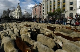Độc đáo màn &#39;diễu hành&#39; gia súc tại Thủ đô Tây Ban Nha