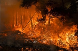Bang California nỗ lực khống chế cháy rừng