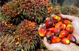 Indonesia khiếu nại lên WTO về chỉ thị hạn chế dầu cọ của EU 