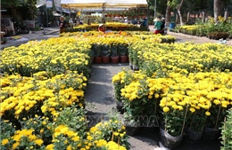 Nông dân làng hoa Tiền Giang phấn khởi vì hoa Tết trúng mùa, được giá