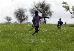 LHQ kêu gọi tăng cường đối phó với nạn dịch châu chấu ở châu Phi