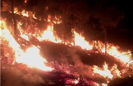 Huy động hàng trăm người chữa cháy rừng trên núi Đại Bình, Lâm Đồng