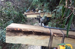Kon Tum: Phát hiện thêm 2 đối tượng đang khai thác gỗ tại Đăk Tô