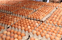 Khuyến cáo người dân không nghe theo tin đồn ăn trứng gà phòng COVID-19
