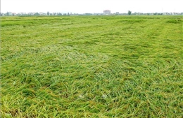 Mưa lớn khiến hơn 10.000 ha lúa ở Thừa Thiên - Huế bị đổ ngã, ngập úng