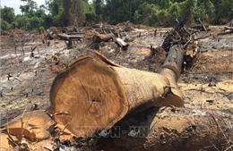 Điều tra, làm rõ vụ phá rừng giáp ranh Gia Lai - Đắk Lắk