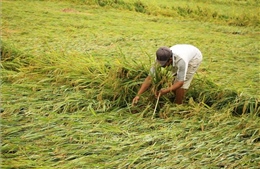 Nhiều diện tích lúa, cây trồng ở Quảng Bình bị ảnh hưởng do dông lốc