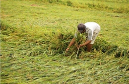 Mưa đá bất thường tại Quảng Bình khiến hàng chục ha lúa bị gãy đổ