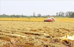 Đẩy mạnh sản xuất đảm bảo nhu cầu gạo trong nước và xuất khẩu