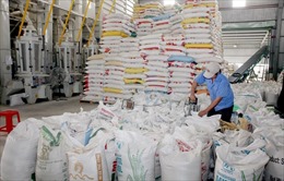 Từ 0 giờ ngày 26/4, thêm 38.000 tấn gạo nếp được xuất khẩu trong hạn ngạch tháng 4