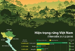 Hiện trạng rừng Việt Nam 