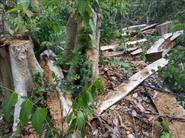 Điều tra, xử lý nghiêm các đối tượng phá rừng trong Khu bảo tồn thiên nhiên Ea Sô