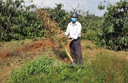 Cần ngăn chặn tình trạng phá hoại vườn cây của người dân ở Di Linh, Lâm Đồng