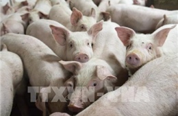 Nhập khẩu thêm  2.470 con lợn sống từ Thái Lan