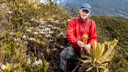 Phát hiện tại Colombia loài cây mới thuộc họ Cúc có khả năng giữ nước