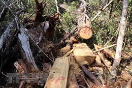 Tích cực phối hợp điều tra vụ hủy hoại rừng ở Kbang