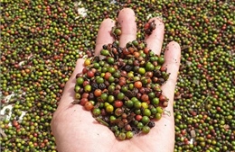 Đề nghị Ấn Độ mở cửa thị trường với nông sản, trái cây tươi của Việt Nam
