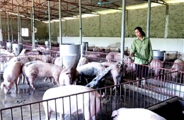Trang trại nuôi lợn cho thu nhập tiền tỷ mỗi năm tại Sơn La